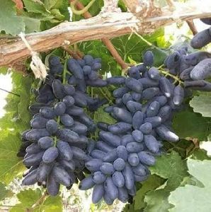 Fresh Grapes