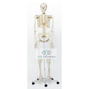 Pvc Plastic Medical Grade Human Skeleton Female