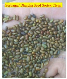 Sortex Clean Sesbania Seed