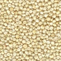 Sorghum Seeds