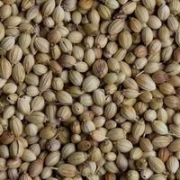 Whole Coriander Seeds