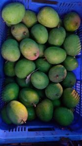 Alphonso Mangoes