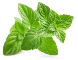 Mentha Oil