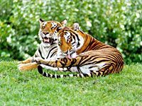 Jim Corbett Park Tour Package