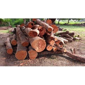 wood round logs