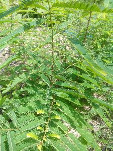 Amla Plant