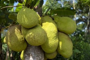 Jackfruit Plant