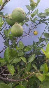 Lemon Plant