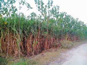 Poplar plant