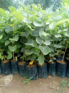 Sandalwood Plants