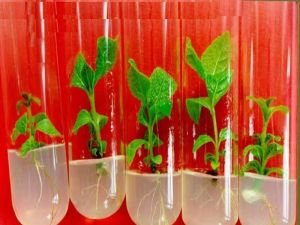 Tissue Culture Teak Plants