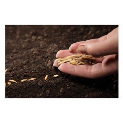 Plantation Flowering Seeds