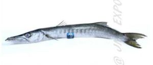 Barracuda Fish