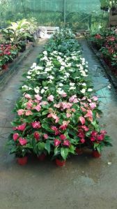 White-Veined Anthurium Plant