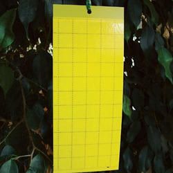 Yellow Sticky Trap