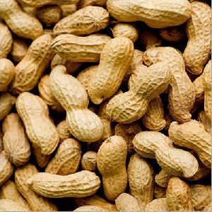 Hybrid Shelled Groundnuts