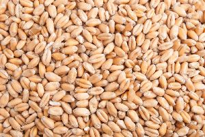 Hybrid Wheat Seeds