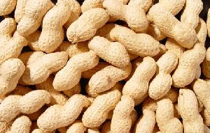 Natural Shelled Groundnuts