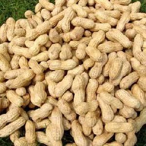 Organic Shelled Groundnuts