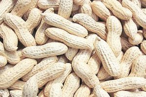 Raw Shelled Groundnuts