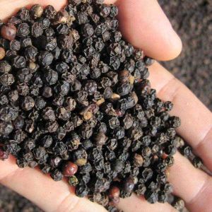 Whole Black pepper Seeds