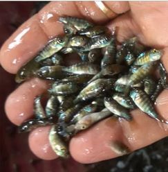 Monosex Tilapia Fish Seeds