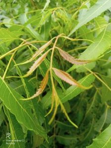 Green Neem Leaves