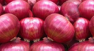 Fresh Onion