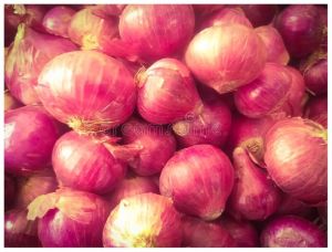 Onion