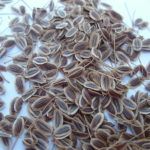 Indian Dill Seeds