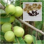 Indian Gooseberry Seeds