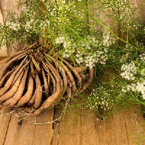 Dried Shatavari plant