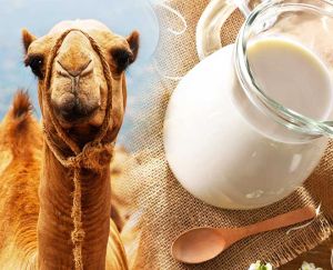 camel milk