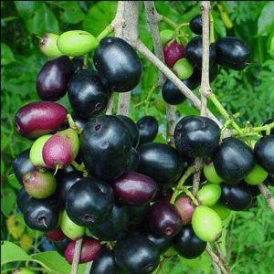 Organic Jamun Extract