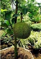 Jack Fruit