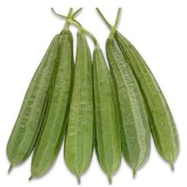 Fresh Snake Gourd