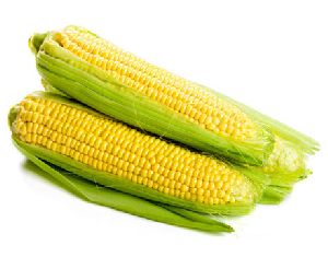 fresh sweet corn