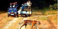 Corbett Jeep Safari.