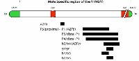 Y-Microdeletion Treatment