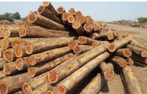 Teak Wood Logs