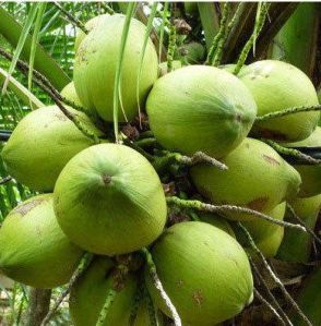 Fresh Coconut