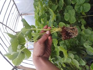 Strawberry Plants