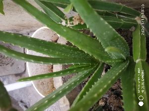 Aloe Vera Leaf