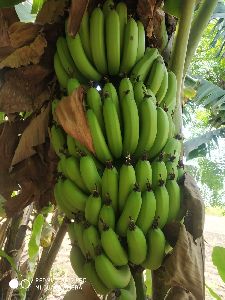 Fresh Green Banana