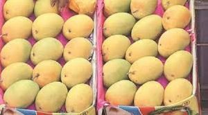 mango fruits.