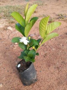 Tissue culture Guava