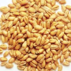 Sharbati Wheat Seeds