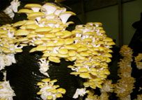 golden mushrooms