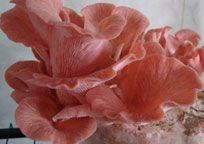 Pink Mushrooms