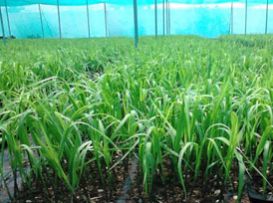 Sugar Cane Seedlings